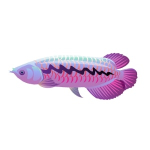 Purple Streak Arowana